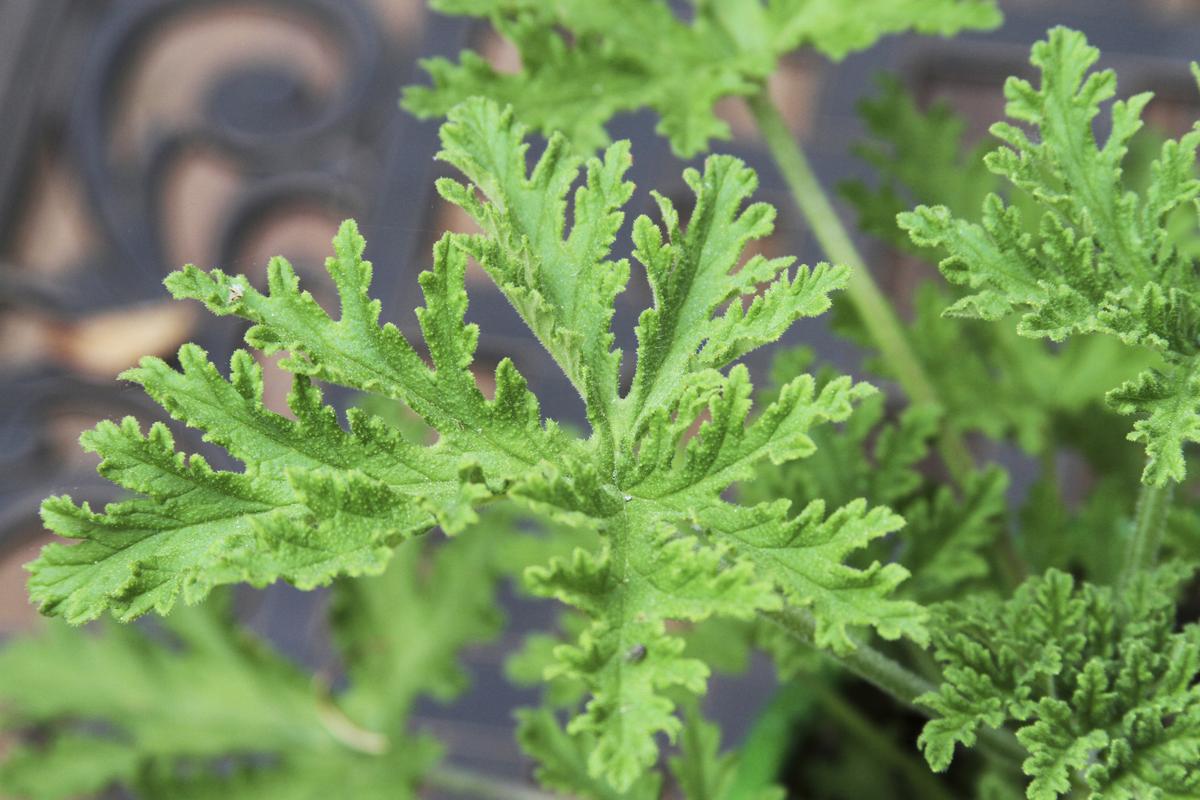 Citronella geranium pelargonium scented