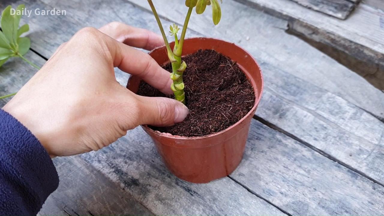 How to Grow More Schefflera Plants from Cuttings: A Complete Guide