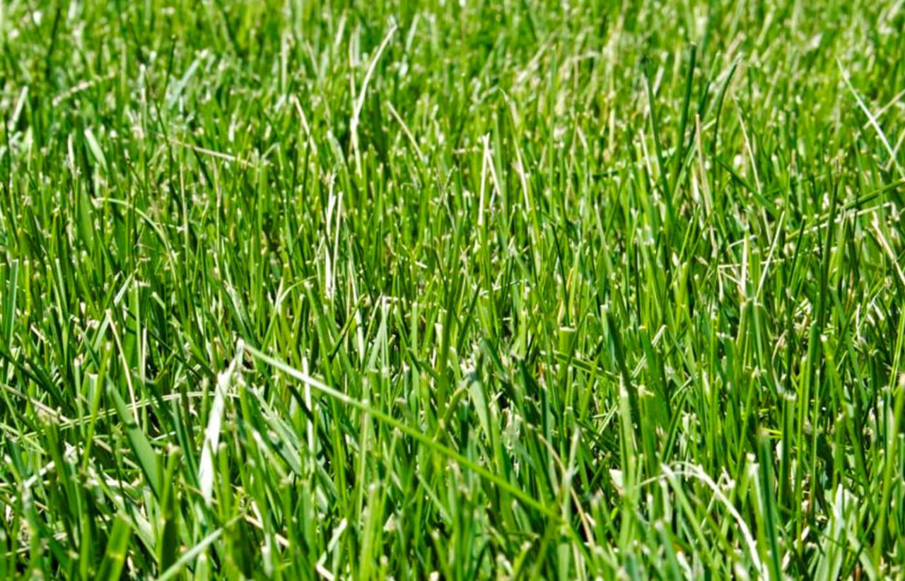 When Is the Best Time to Sow Grass Seed? Essential Tips for Lawn Perfection