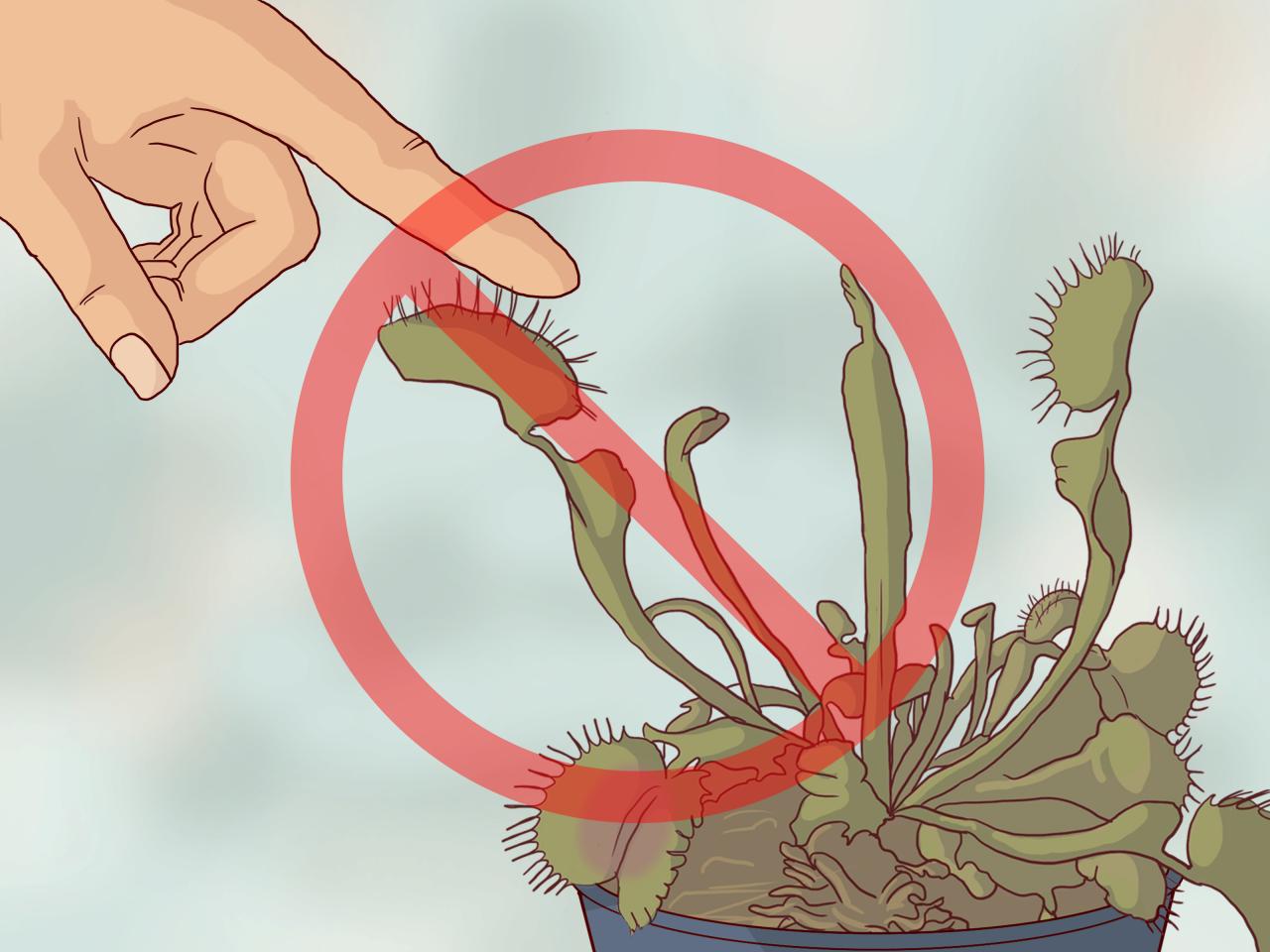 Propagate Venus Flytraps: A Step-by-Step Guide