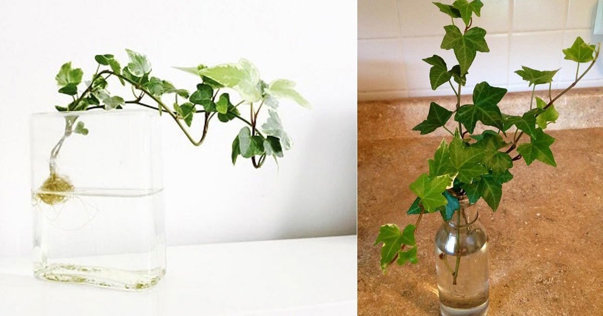 Step-by-Step Ivy Propagation Guide for Green Thumb Success