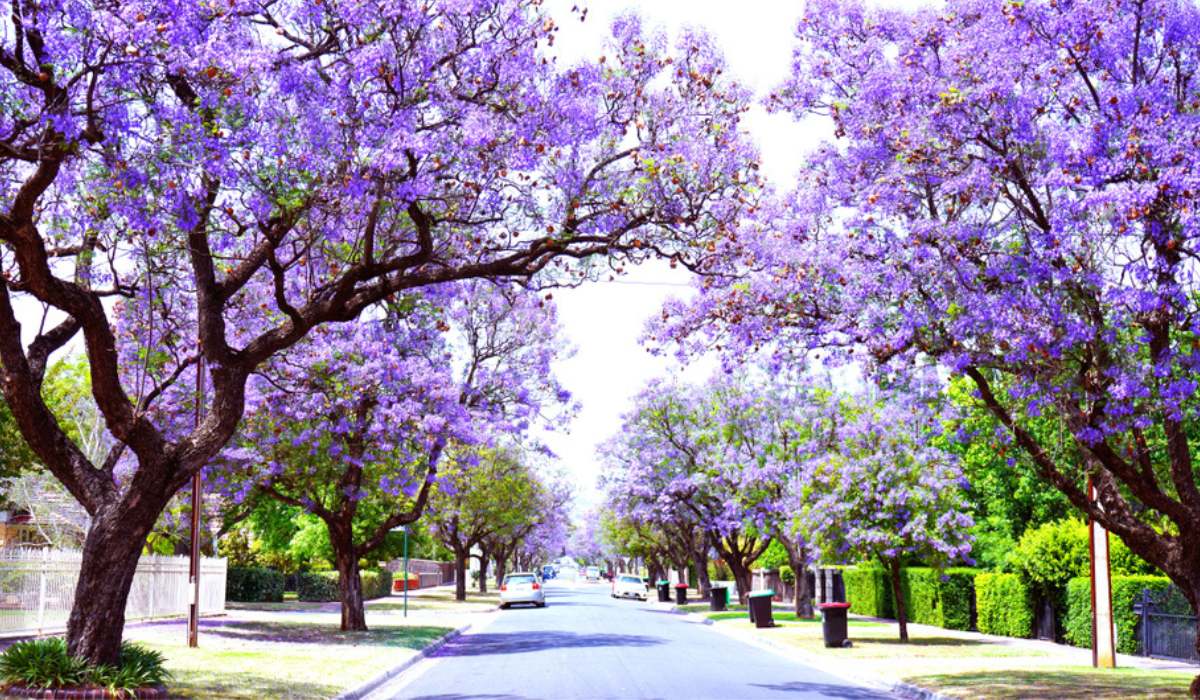 How to Achieve a Beautiful Garden Feature with Jacaranda Tree: Essential Growing Tips