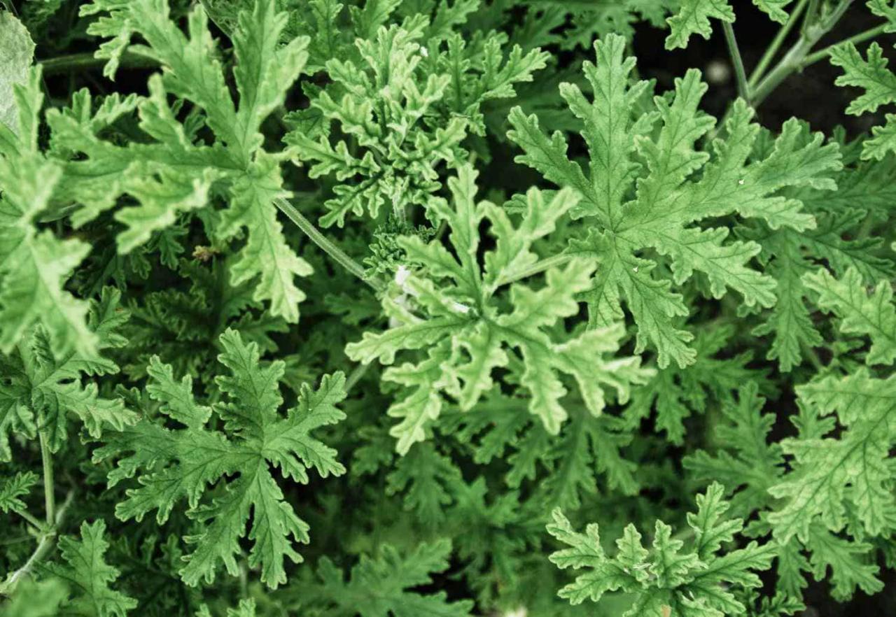 How to Make the Most of Citronella Plant: Essential Tips for a Pest-Free Garden