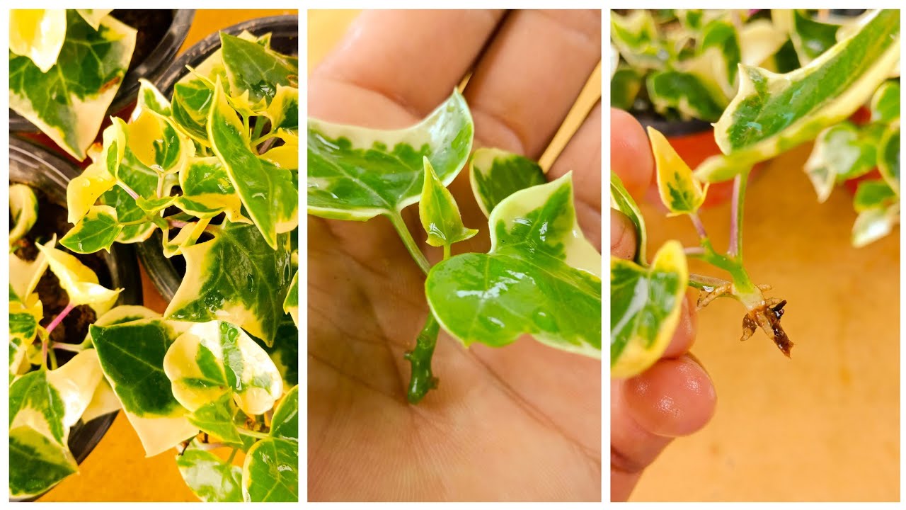 Step-by-Step Ivy Propagation Guide for Green Thumb Success