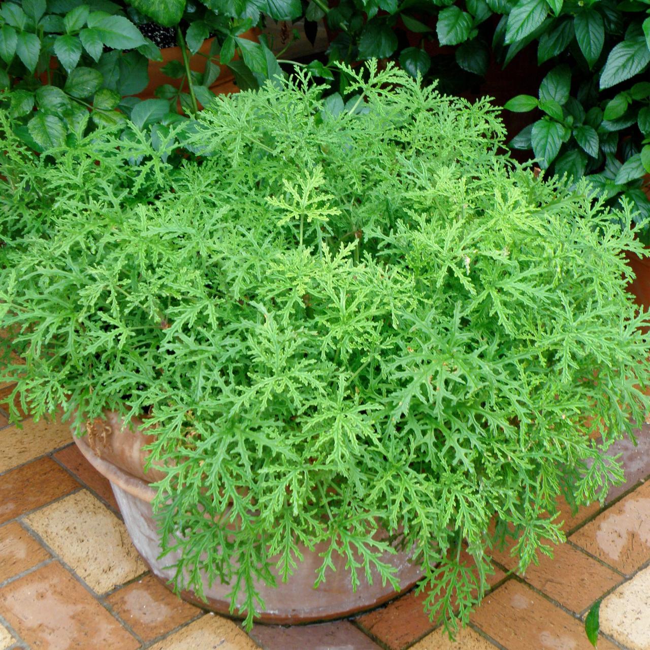 Citronella Plants: Pest-Free Gardening Tips