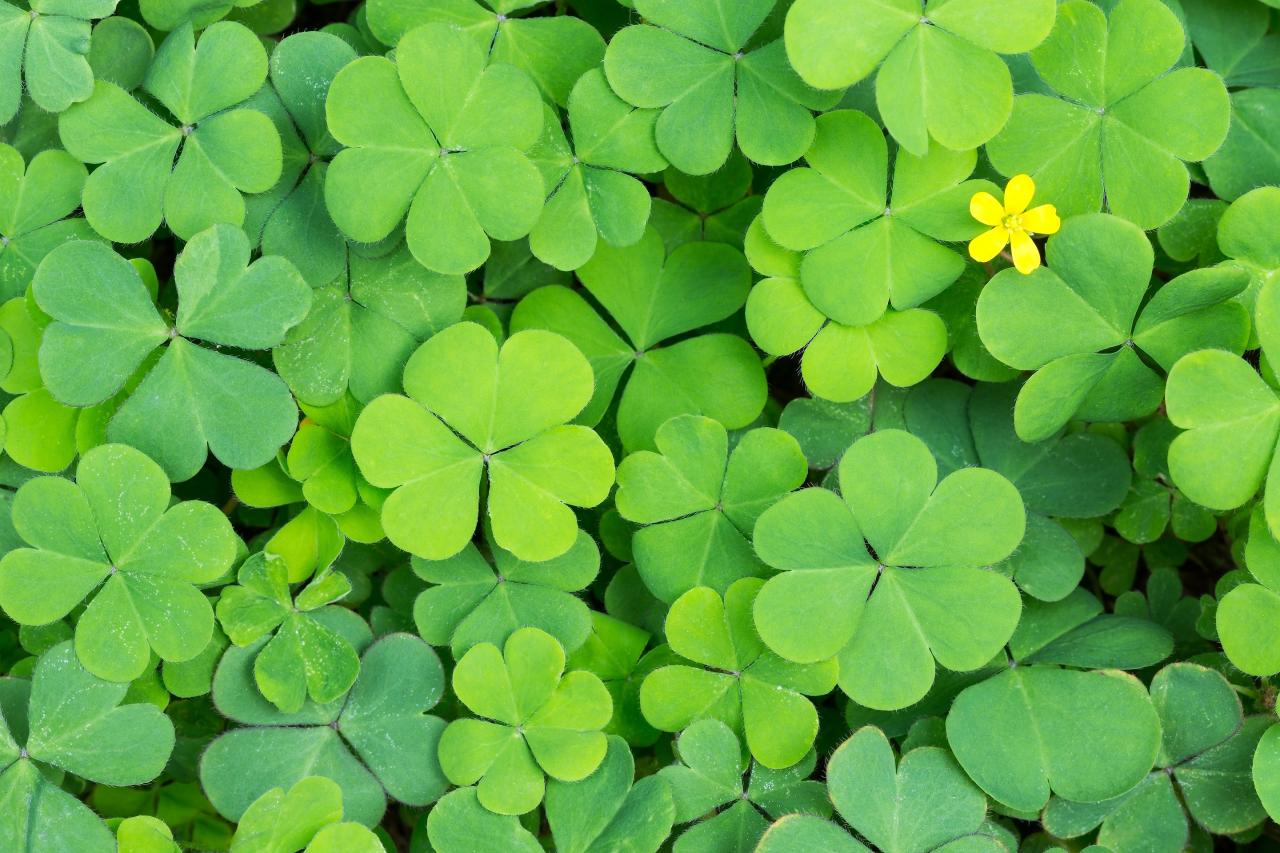 The Top Secrets to Growing Four Leaf Clovers Successfully