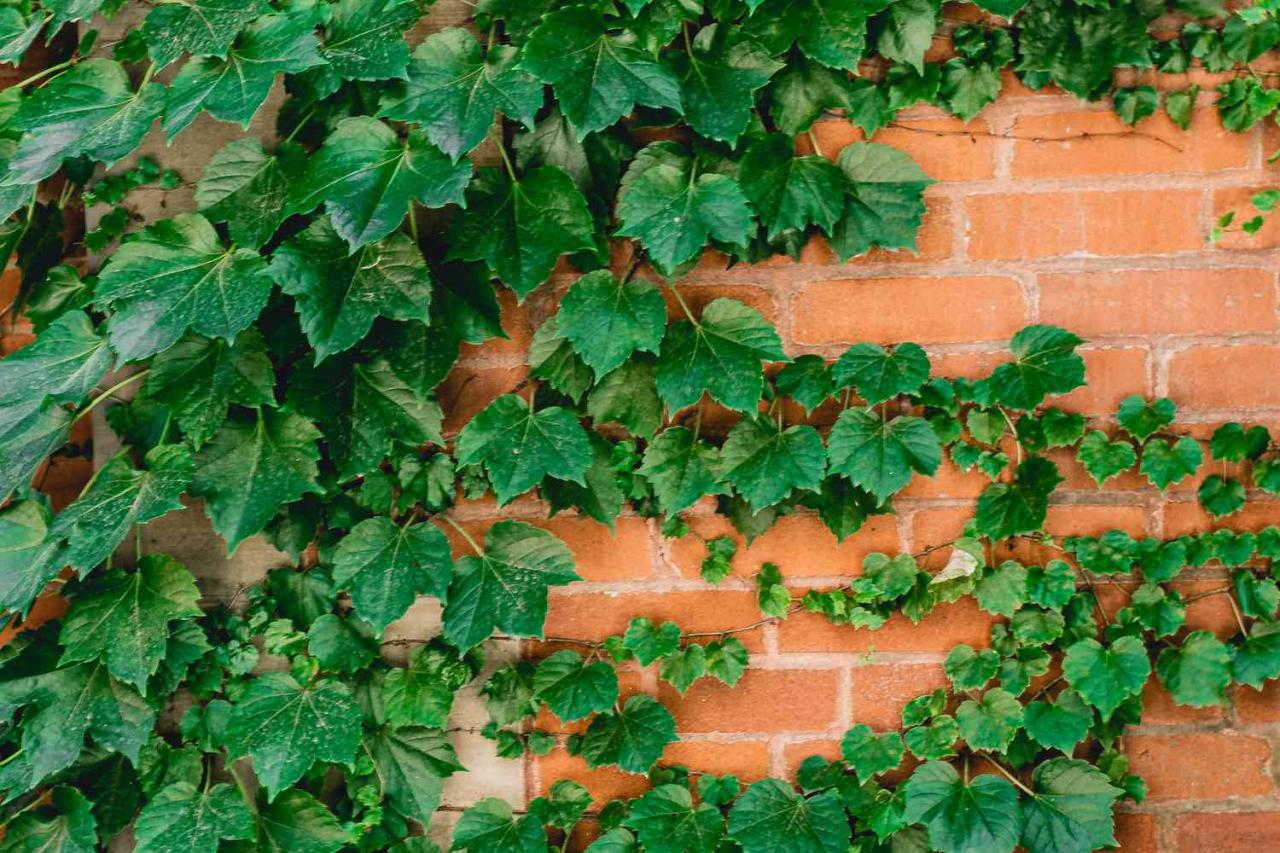 The Simple Steps to Turn Ivy Cuttings into a Thriving Jungle